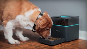 pet gadgets - Dtechunt